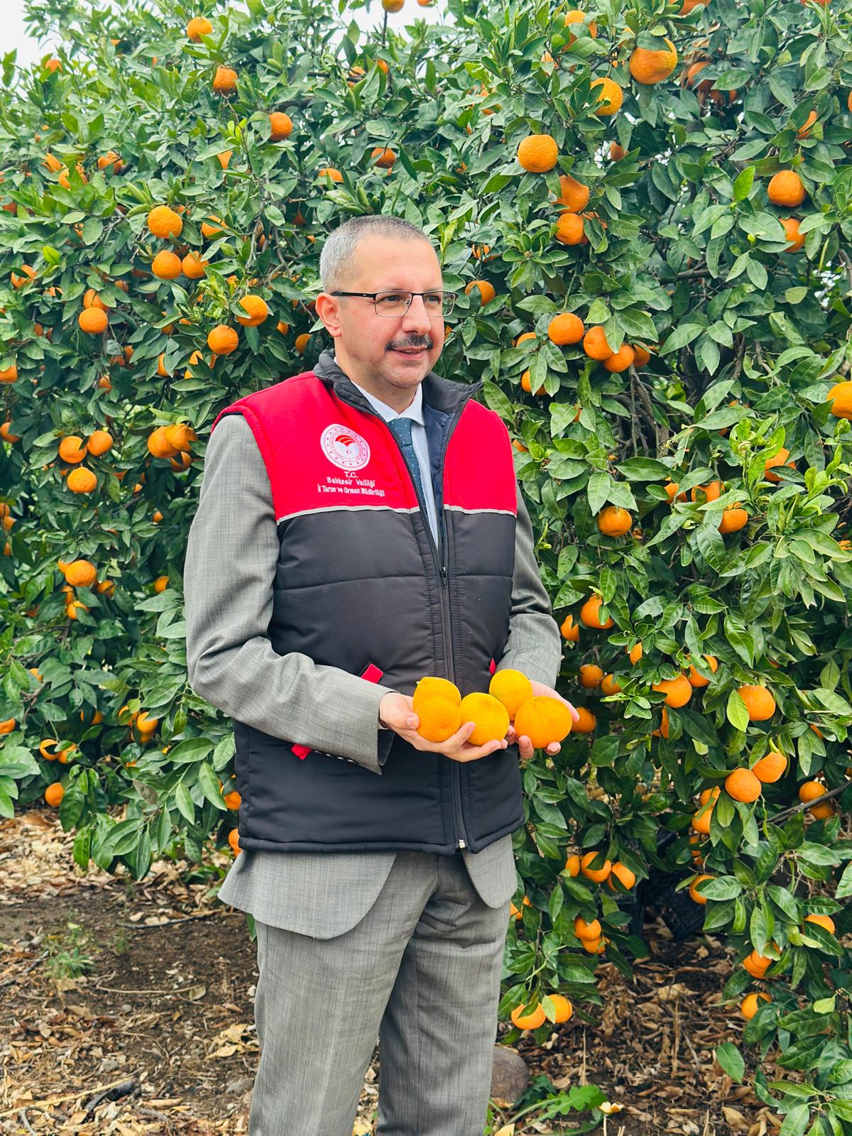 Kaymakamımız ve İl Tarım Müdürü Mandalina Hasadına Katıldı