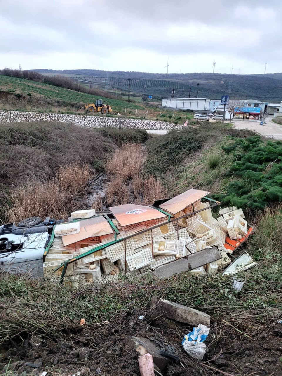 Canlı Tavuk Yüklü Kamyon Erdek’te Devrildi: Yüzlerce Tavuk Telef Oldu